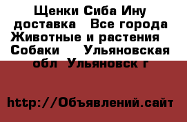 Щенки Сиба Ину доставка - Все города Животные и растения » Собаки   . Ульяновская обл.,Ульяновск г.
